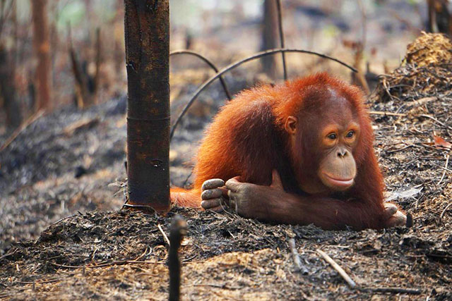 orangutan-palm-oil-fire-survivor