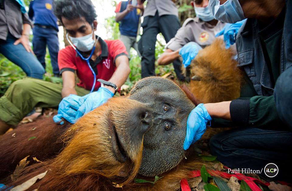 orangutan-sumatra-aceite-de-palma