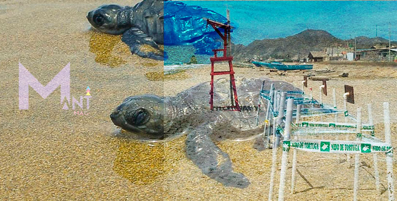 Ecuador: San Lorenzo, el santuario de las tortugas marinas en Manabí / a Turtle´s Sanctuary